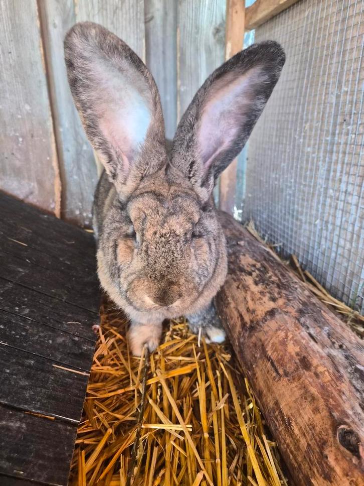 Mooie forse rammelaar vlaamse reus.!!, Dieren en Toebehoren, Konijnen, Groot, Mannelijk