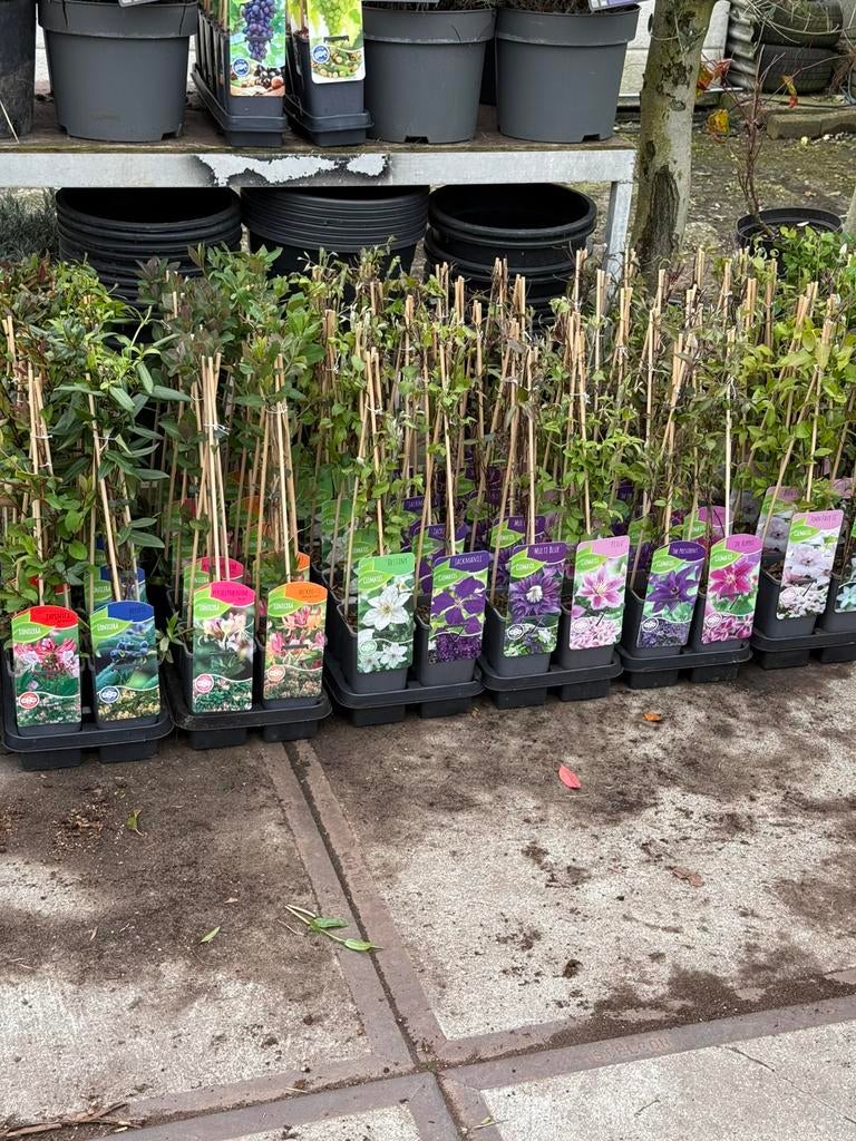 Groot bloemige clematis en 8 soorten lonicera mix, Tuin en Terras, Planten | Tuinplanten, Ophalen, Volle zon, Vaste plant, Klimplanten