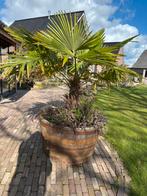 Palmboom in ton, pot, regenton, Tuin en Terras, Planten | Bomen, Bloeit niet, 100 tot 250 cm, Palmboom, Ophalen