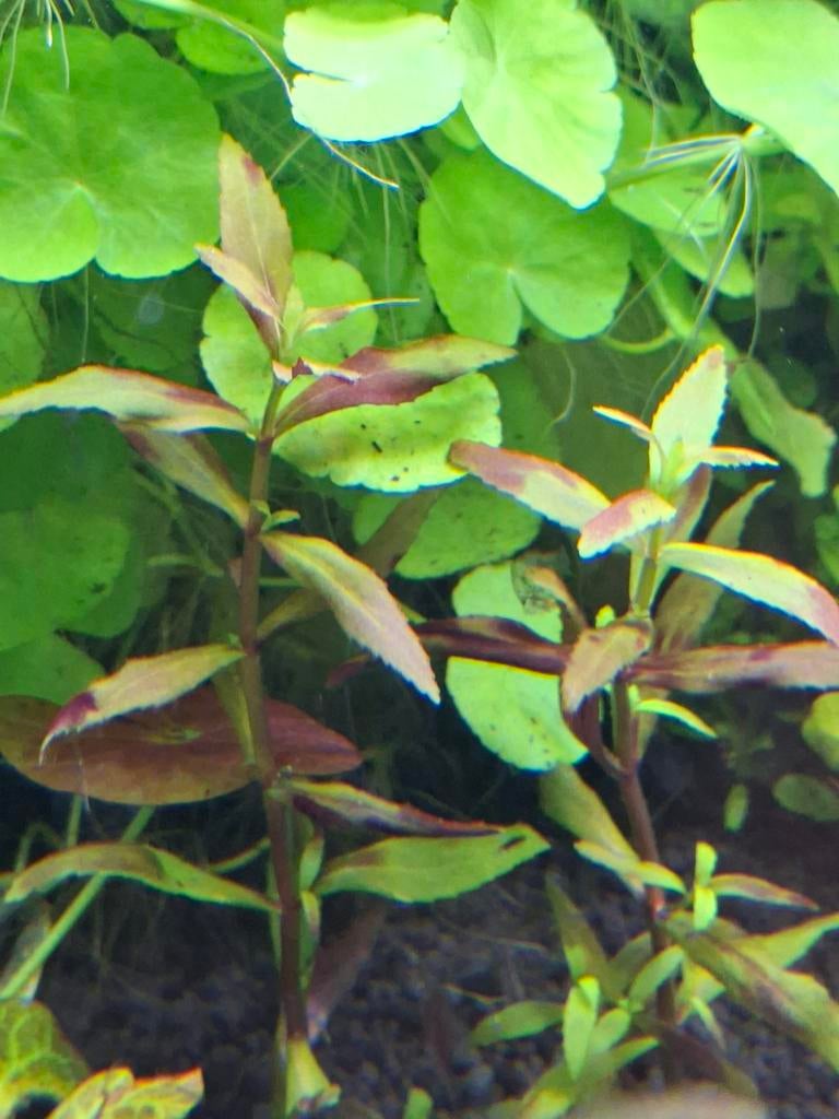 SUPER ZELDZAME limnophila belem aquariumplant, Ophalen of Verzenden, Nieuw, Plant(en), Steen of Hout