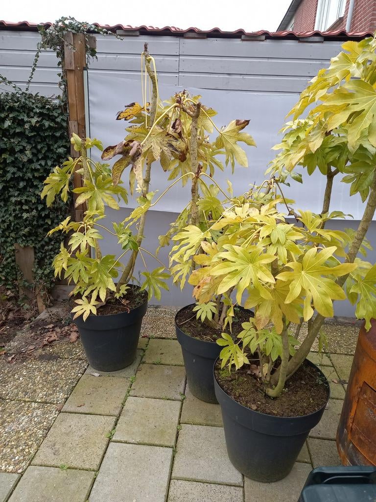 Drie mooie grote planten in pot! Fatsia Japonica, Tuin en Terras, Ophalen, Overige soorten, Halfschaduw