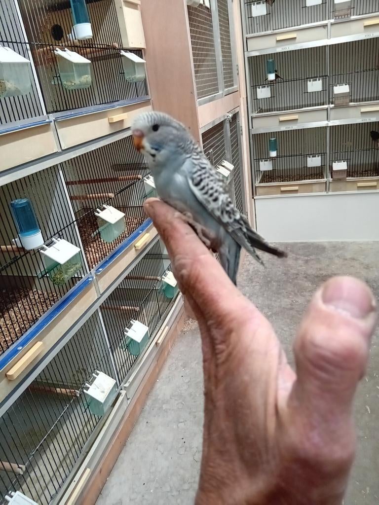 Jonge grasparkiet, Geslacht onbekend, Parkiet, Tam
