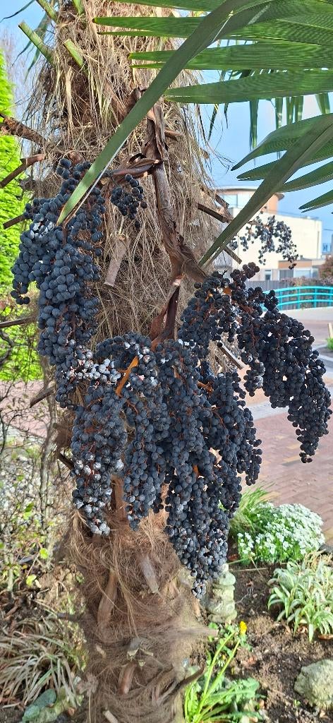 Bevruchte Trachycarpus Fortunei zaden, Ophalen of Verzenden, Gehele jaar, Volle zon, Zaad