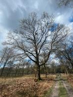 Boom kappen - bomen kappen - boom snoeien - stobbe frezen, Ophalen