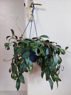 Aeschynanthus Marmoratus - Lipstickplant / Hangplant, Ophalen, Overige soorten, Halfschaduw, Minder dan 100 cm