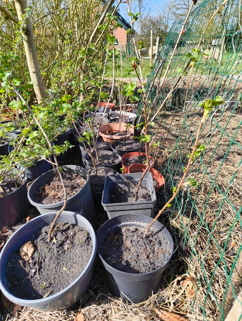 Jostabes struiken, Ophalen, Struik, Minder dan 100 cm