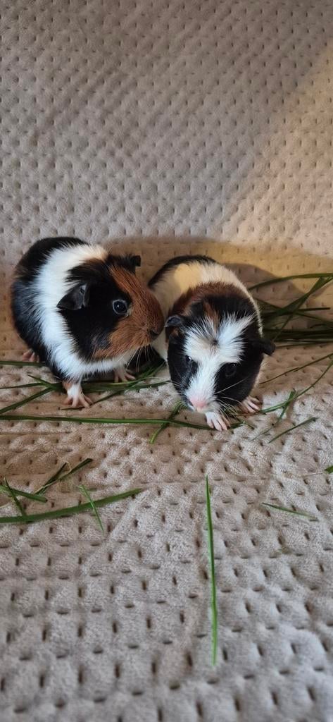 Cavia zeugjes, Dieren en Toebehoren, Knaagdieren, Februari, Vrouwelijk, Cavia