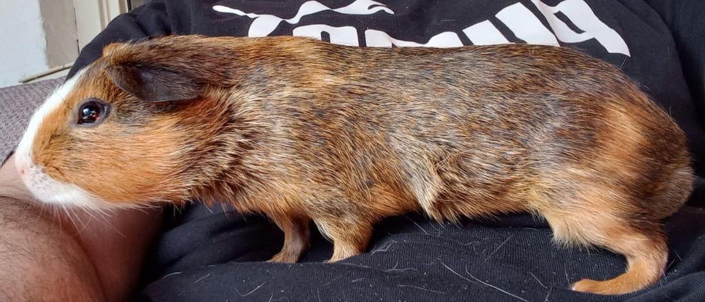 Cavia voor €20, Ophalen of Verzenden