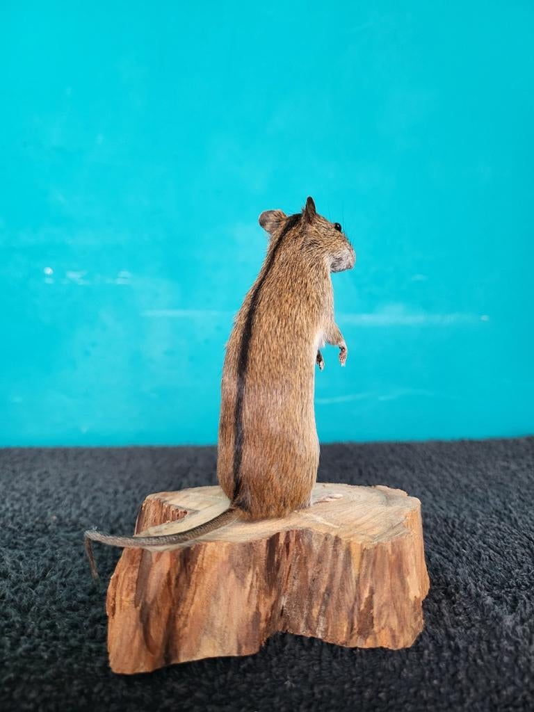 Een prachtige opgezette muisje!Nr 4, Verzamelen, Dierenverzamelingen, Ophalen of Verzenden, Nieuw, Overige soorten, Opgezet dier