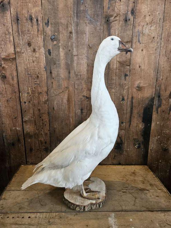 opgezette gans ``WOONWINKEL RUSTIEK``, Ophalen of Verzenden, Gebruikt, Vogel, Opgezet dier