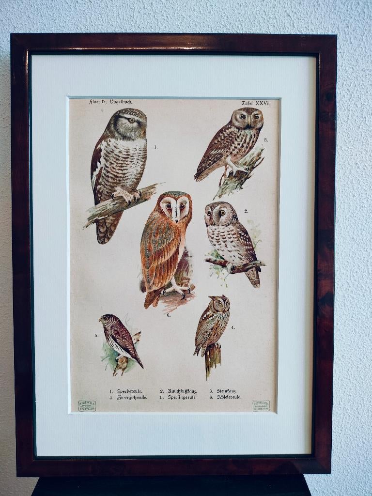 Litho Floericke Haviks- Ruigpoot- Kerk- Steen uil 1922, Antiek en Kunst, Kunst | Litho's en Zeefdrukken, Ophalen of Verzenden