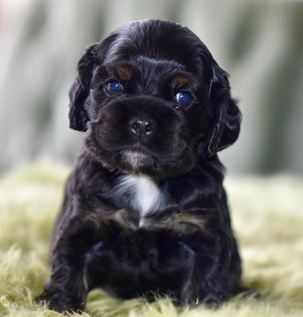 Lieve Amerikaanse Cockerspaniel puppen, Dieren en Toebehoren, Honden | Retrievers, Spaniëls en Waterhonden, Parvo, Reu, 8 tot 15 weken