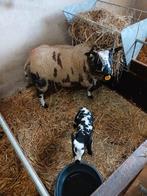 Bont schaap met ooilam, Dieren en Toebehoren, Schapen, Geiten en Varkens, Meerdere dieren, Schaap