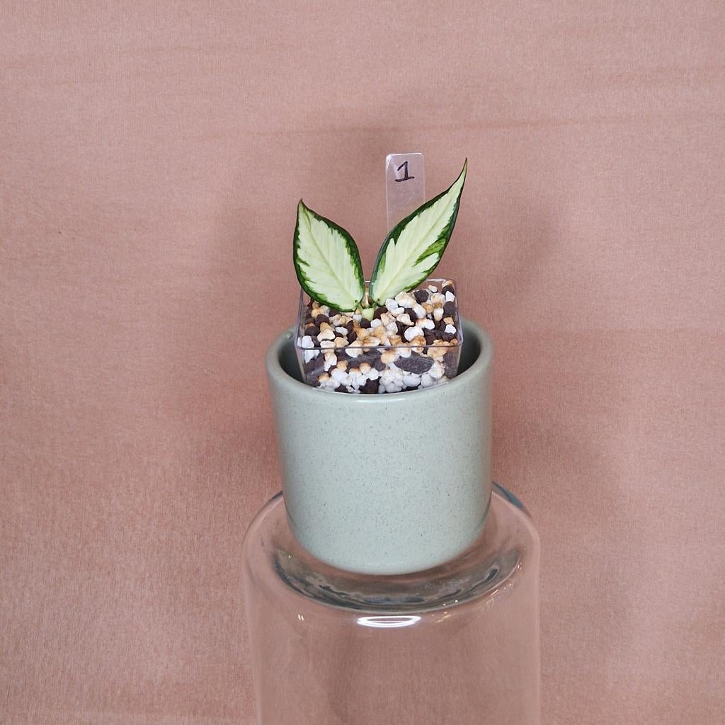 Hoya Polyneura Inner Variegated 1, Overige soorten, Minder dan 100 cm, Bloeiende kamerplant, Halfschaduw