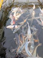 Koi's 20 tot 35cm, Dieren en Toebehoren, Vissen | Vijvervissen, Karper of Koi