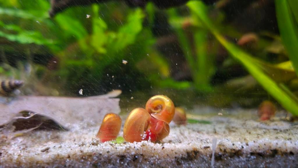 posthoornslakken (ramshorn) (per 7) rood/oranje, Vis
