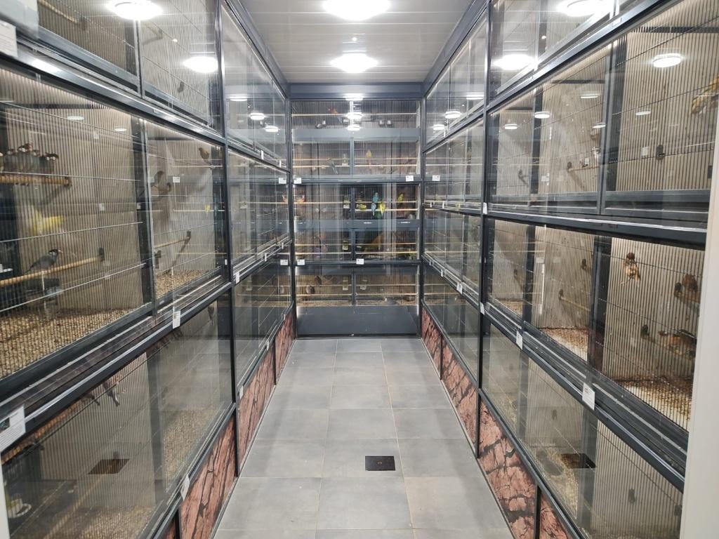 Bleekkop Rosella l Broedkoppel, Dieren en Toebehoren, Meerdere dieren, Parkiet, Geringd