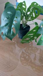 2 Kunstplantjes Monstera - 27 cm - Binnen/Buiten Decoratie, Groen, Kunstplant, Nieuw, Ophalen of Verzenden