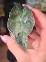 Alocasia Polly pink variegata, Huis en Inrichting, Kamerplanten, Ophalen of Verzenden, Halfschaduw, Minder dan 100 cm