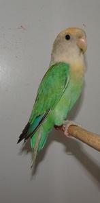 Agapornis Roseicollis Turquoise Opaline split Aqua Pallid., Dieren en Toebehoren, Mannelijk, Dwergpapegaai of Agapornis, Geringd