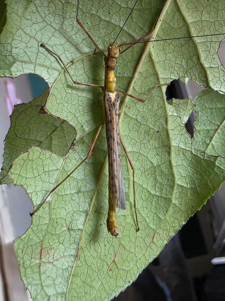 Gezocht: vrouwtjes Calvisia khlongsokana