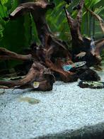 Guppen, Dieren en Toebehoren, Vis