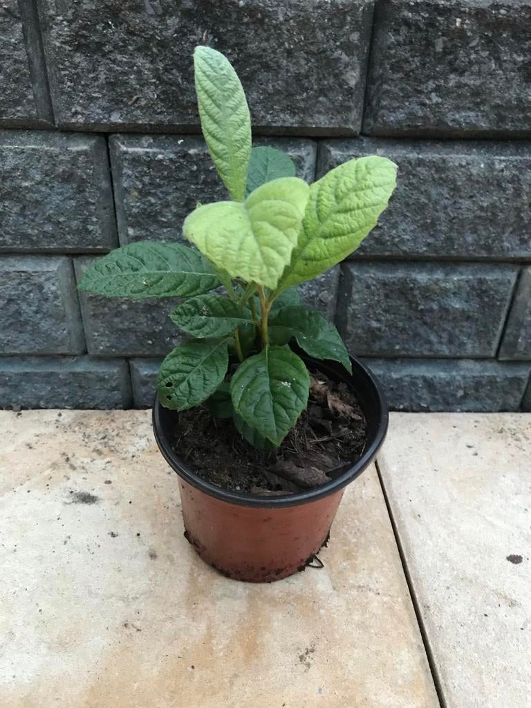 Mispelboom (Mespilus germanica) - Decoratief en Vruchtbaar, Tuin en Terras, Ophalen, Minder dan 100 cm, Lente, Overige soorten
