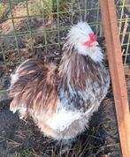 Usa zijdehoen choco motteld broedetjes, Vrouwelijk, Kip