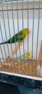 Blackwing x split blackface, Meerdere dieren, Parkiet, Geringd