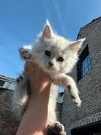 Maine Coon Black silver shaded kitten poes, Poes, Met stamboom, 0 tot 2 jaar