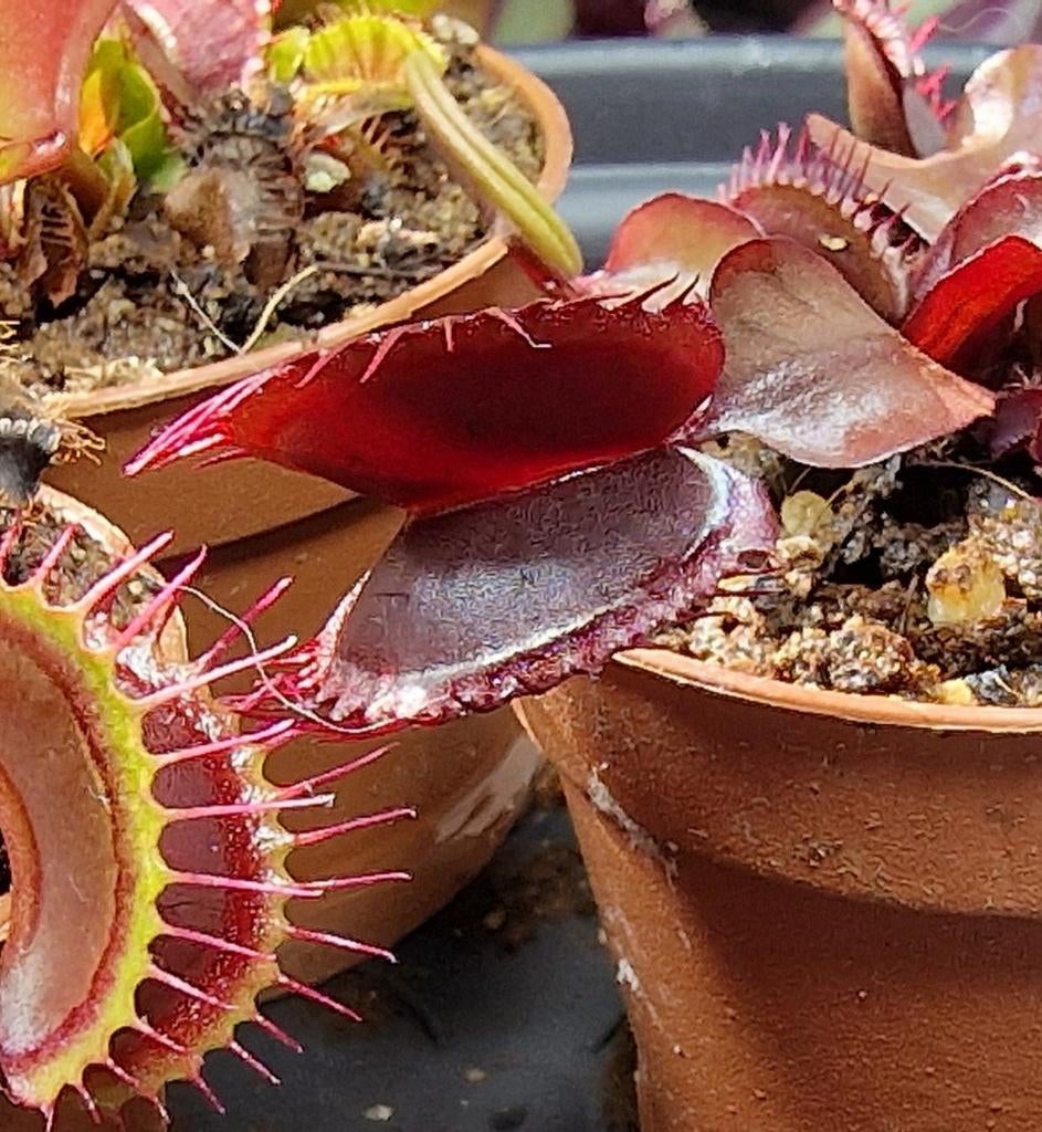 Mooie dionaea muscipula caronte/ginormous te koop, Huis en Inrichting, Kamerplanten, Ophalen, Overige soorten, In pot, Minder dan 100 cm