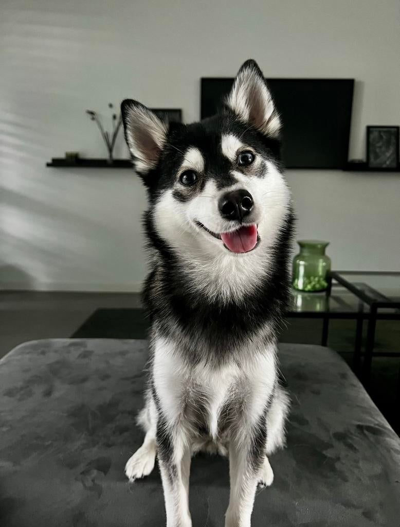 Honden oppas gezocht voor de zomervakantie, Ophalen