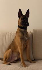 Belgian Malinois - READ THE DESCRIPTION, 15 weken tot 1 jaar, Reu, Parvo, Eén hond