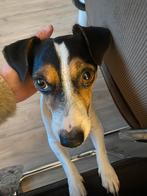 Gezocht: een hele lieve oppas voor Gijs!, Particuliere oppas