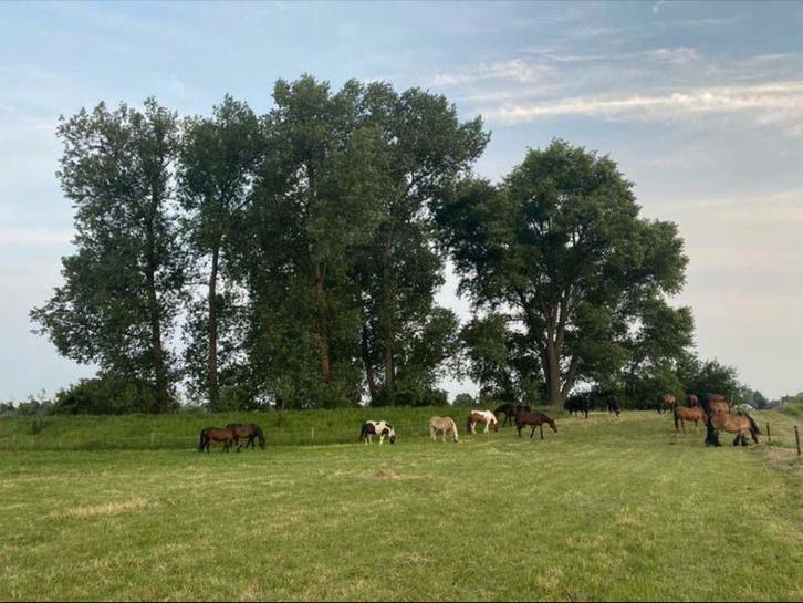 Paarden, pensionstalling met weidegang 24/7 buiten ., Dieren en Toebehoren, Stalling en Weidegang, Weidegang