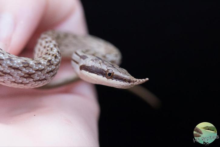 Gonyosoma Boulengeri