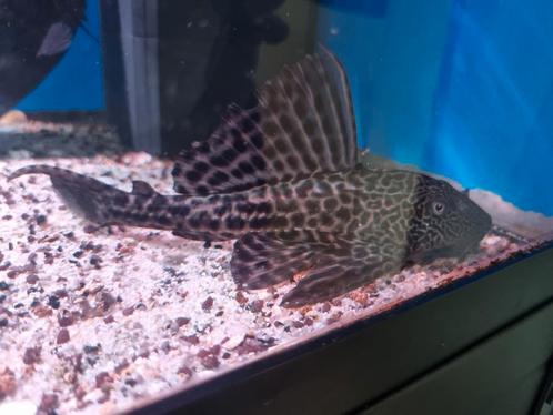 Verschillende roofvissen, Dieren en Toebehoren, Vissen | Aquariumvissen, Zoetwatervis, Vis