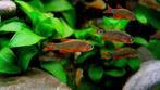 Rasbora Galaxy, Vis, Zoetwatervis, Schoolvis
