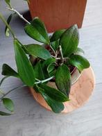 Hoya Merrilliie plant, Huis en Inrichting, Kamerplanten, Ophalen of Verzenden, Overige soorten, Minder dan 100 cm