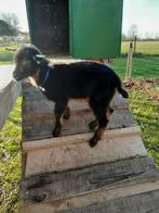 Dwerggeit bokje zoekt goed huisje, Dieren en Toebehoren, Schapen, Geiten en Varkens, Mannelijk, Geit, 0 tot 2 jaar