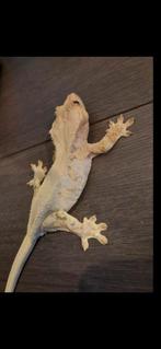 Correlophus ciliatus - Wimpergekko PET ONLY!, Dieren en Toebehoren, Hagedis