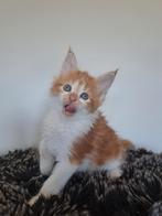 Maine coon kitten met stamboom en volledig geteste ouders., Dieren en Toebehoren, Katten en Kittens | Overige Katten