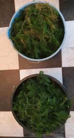 Zuurstofplanten, te weten hoornblad te koop, Dieren en Toebehoren, Vissen | Aquaria en Toebehoren, Ophalen, Zo goed als nieuw