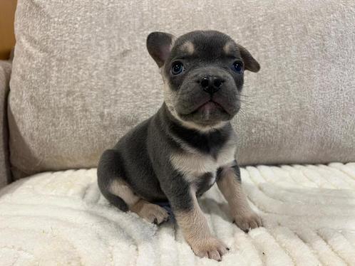 Franse Bulldog pup met mooie neus!!!Met garantie en stamboom, Dieren en Toebehoren, Honden | Bulldogs, Pinschers en Molossers