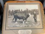 Antieke foto Stier Gerrit 1910 1913 prijs, Ophalen of Verzenden, Zo goed als nieuw