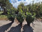 Forse Prunus Etna laurierstruiken, Tuin en Terras, Planten | Struiken en Hagen, Ophalen of Verzenden, Laurier, Haag, 100 tot 250 cm