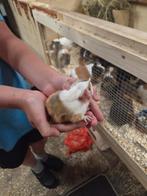 Diverse soorten jonge zeugjes beertjes lang en kort haar, Juni, Meerdere dieren, Cavia