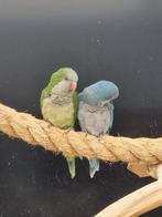 Bewezen broedkoppel muisparkiet blauw monniksparkiet, Dieren en Toebehoren, Vogels | Parkieten en Papegaaien, Meerdere dieren