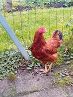 3x krielkippen van mei 2025, Dieren en Toebehoren, Pluimvee, Vrouwelijk, Kip