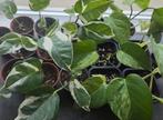 N'joy & Marble Queen Epipremnun  €0,50 p.s., Ophalen, Overige soorten, Halfschaduw, Minder dan 100 cm